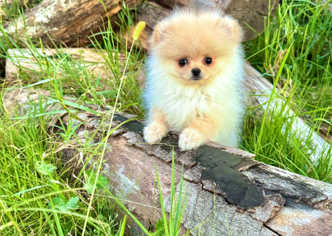 Pomeranian Teddy Face